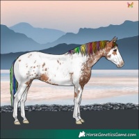 Horse Color:Painted Bay Ice Splash Tobiano Near Leopard 