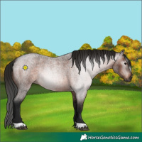 Horse Color:Gray Bay Roan 