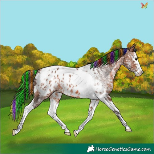 Horse Color:Painted Bay Ice Sabino Splash Tobiano Appaloosa 