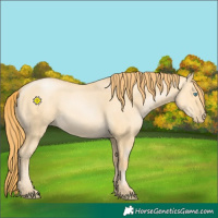 Horse Color:Buckskin Pearl Dun
