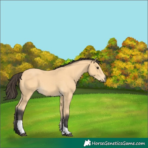 Horse Color:Buckskin Tobiano 