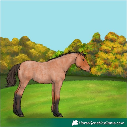 Horse Color:Bay Roan 