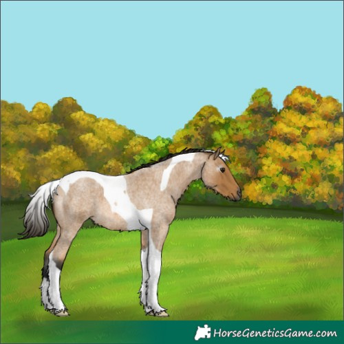 Horse Color:Gray Buckskin Roan Tobiano 