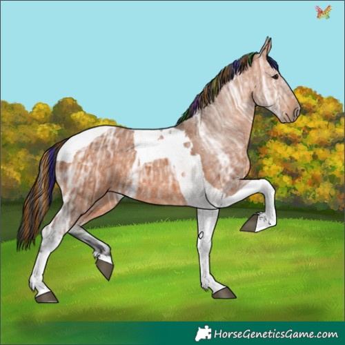Horse Color:Painted Bay Ice Tobiano 