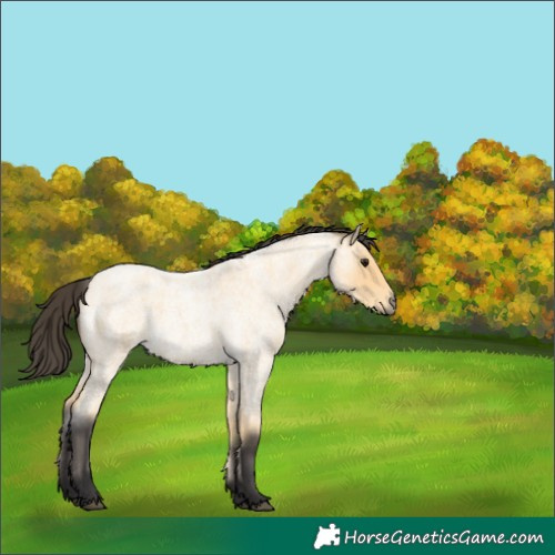 Horse Color:Buckskin Roan 