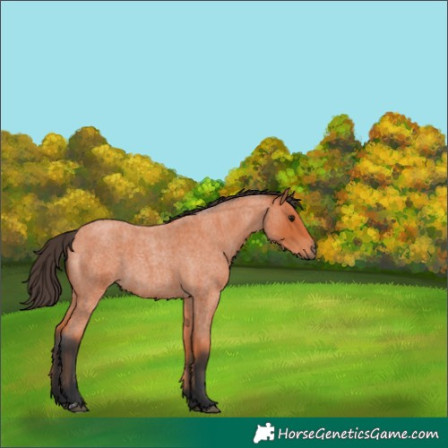 Horse Color:Bay Roan 