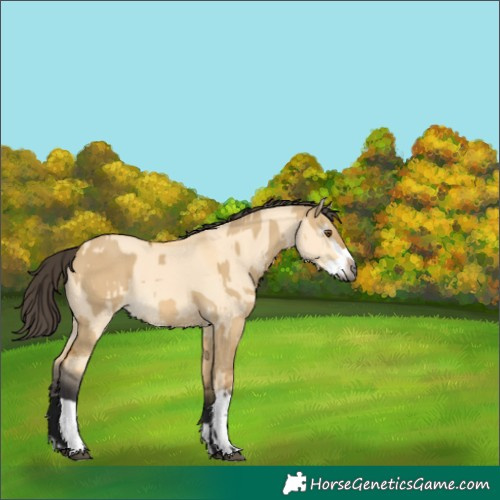 Horse Color:Gray Buckskin Dun  and Buckskin Dun Splash 