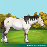 Horse Color:Gray Buckskin Roan Dun Splash