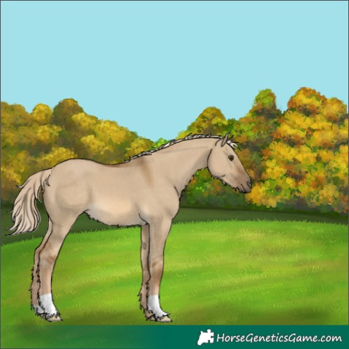 Horse Color:Chocolate Palomino Dun 