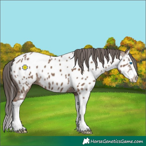 Horse Color:Liver Red Dun Splash Near Leopard 