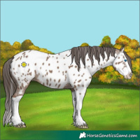 Horse Color:Liver Red Dun Splash Near Leopard