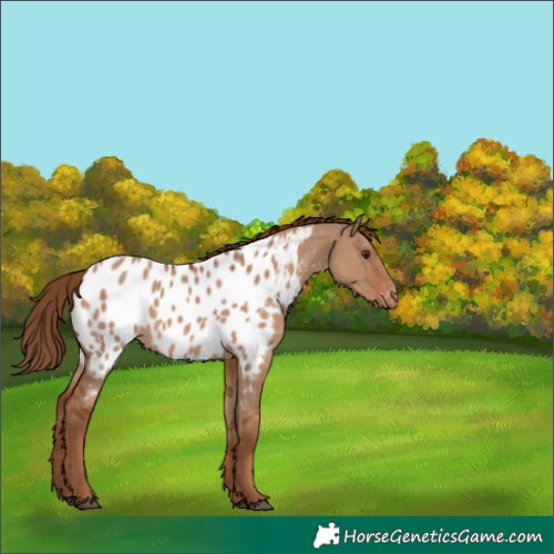 Horse Color:Red Dun Appaloosa 