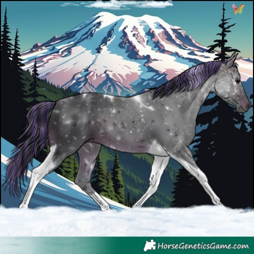 Horse Color:Painted Brown Tobiano 