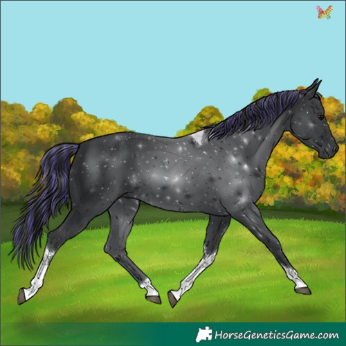 Horse Color:Painted Black Tobiano 