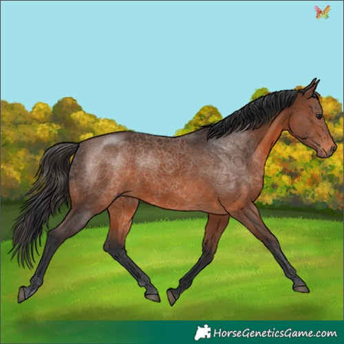 Horse Color:Brown 
