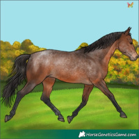Horse Color:Brown 