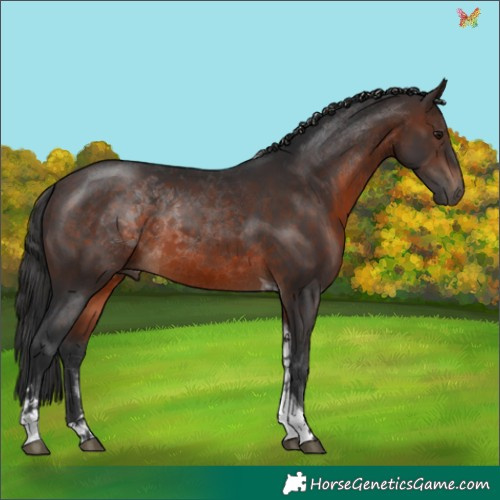 Horse Color:Brown Tobiano 