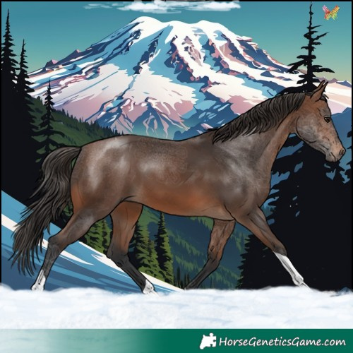 Horse Color:Brown Tobiano