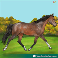 Horse Color:Brown Tobiano