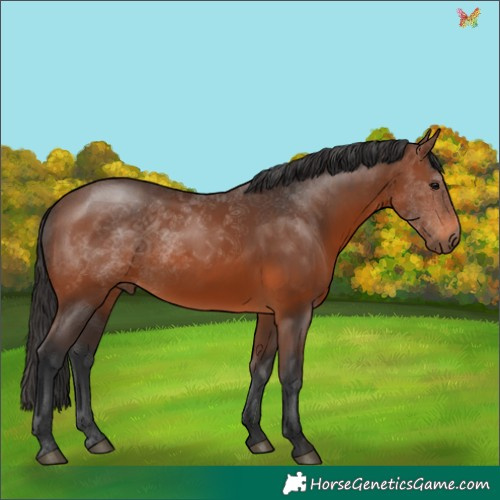 Horse Color:Brown 