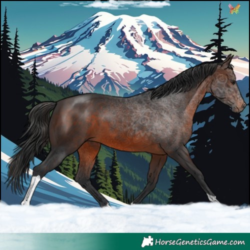 Horse Color:Brown Tobiano 