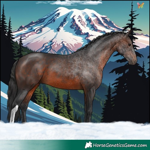 Horse Color:Brown Tobiano 