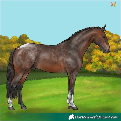 Horse Color:Brown Tobiano 