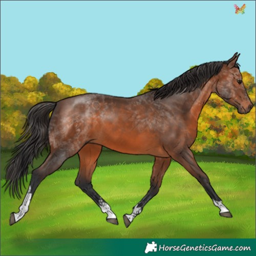 Horse Color:Brown Tobiano 