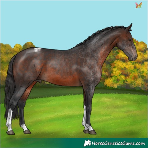 Horse Color:Brown Tobiano 