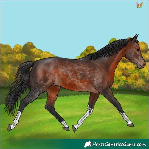Horse Color:Brown Tobiano