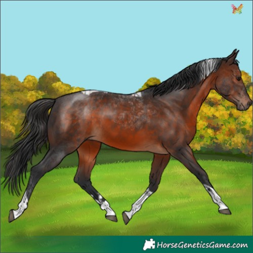 Horse Color:Brown Tobiano 