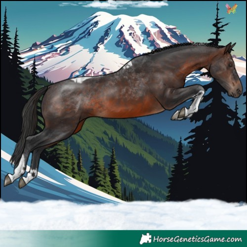 Horse Color:Brown Tobiano