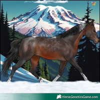 Horse Color:Brown Tobiano