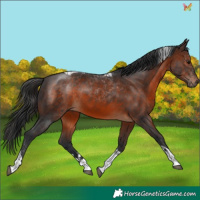 Horse Color:Brown Tobiano 