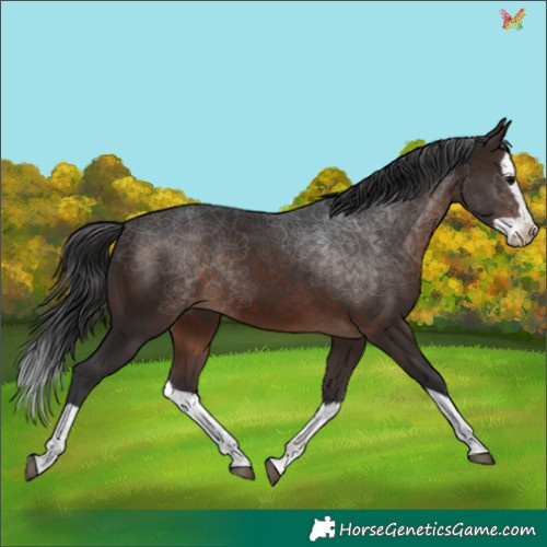 Horse Color:Brown Splash