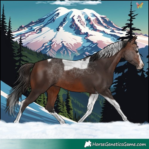 Horse Color:Brown Splash Tobiano 