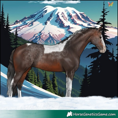 Horse Color:Brown Splash Tobiano