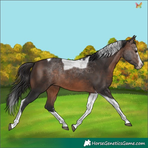 Horse Color:Brown Splash Tobiano