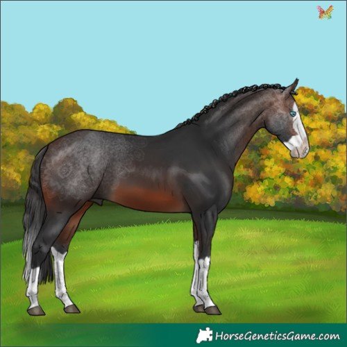 Horse Color:Brown Splash 