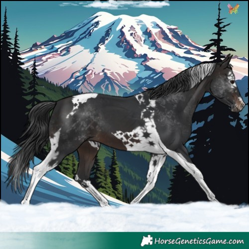 Horse Color:Brown Splash Tobiano 