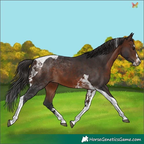 Horse Color:Brown Splash Tobiano 