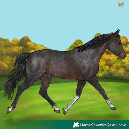 Horse Color:Brown Tobiano