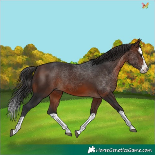 Horse Color:Brown Splash 