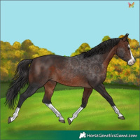Horse Color:Brown Splash 