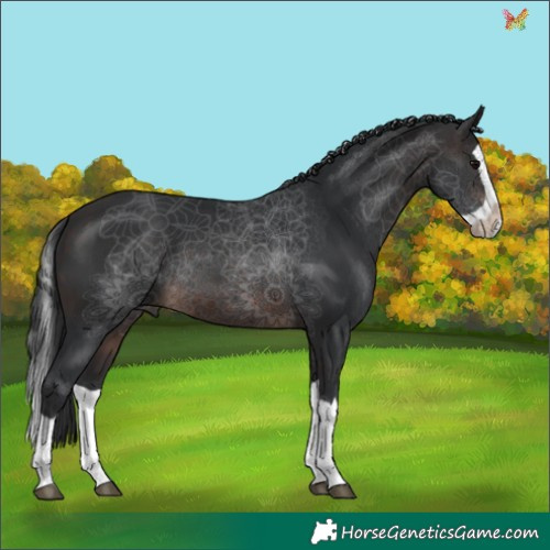 Horse Color:Brown Splash 