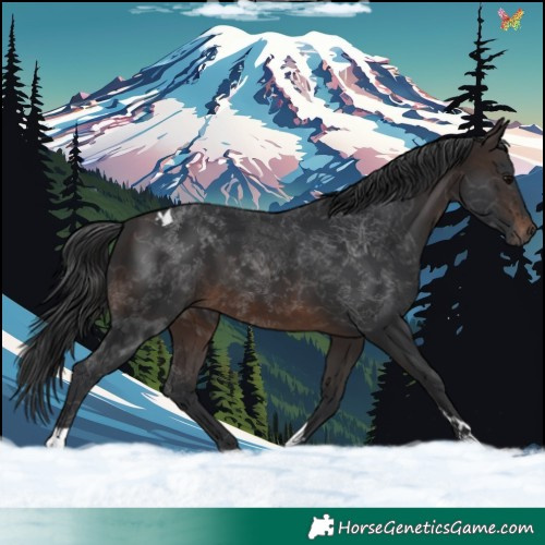 Horse Color:Brown Tobiano 