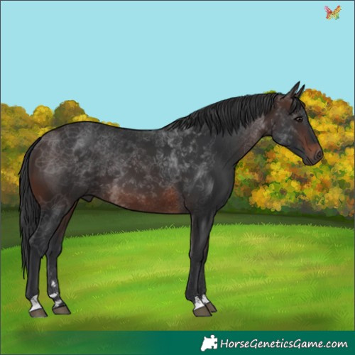 Horse Color:Brown 