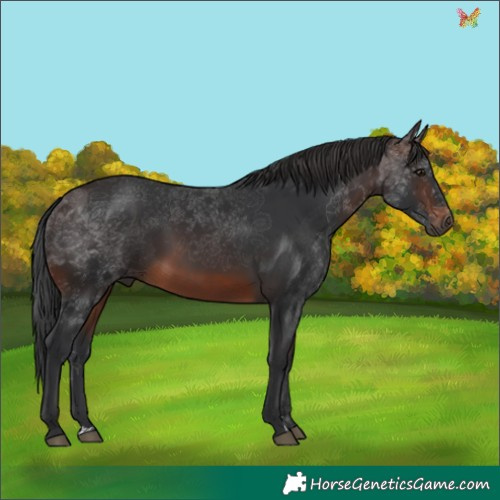 Horse Color:Brown 