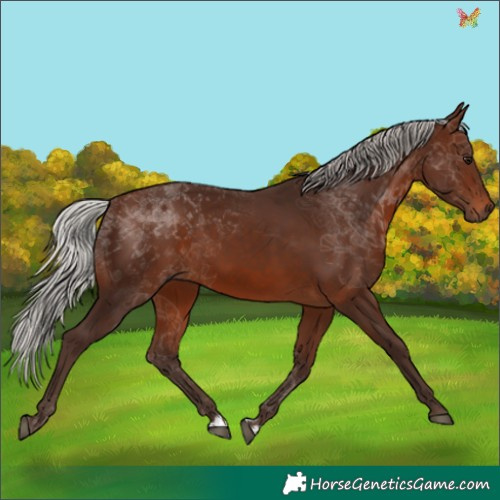 Horse Color:Silver Brown 