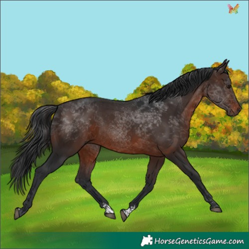 Horse Color:Brown 